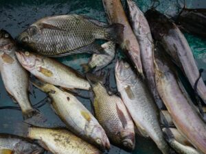 Pollution Threatens a Zimbabwean Town’s Waters — and Its Way of Life