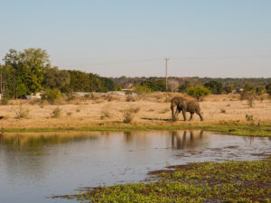Surplus of Elephants Inspires Anguish, Debate