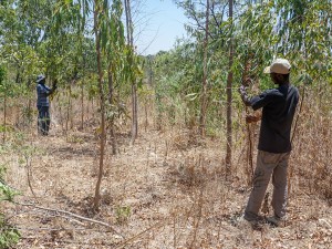 Curing Tobacco in Zimbabwe Requires Trees. Can Tobacco Farmers Plant Enough of Them to Save Their Own Industry?